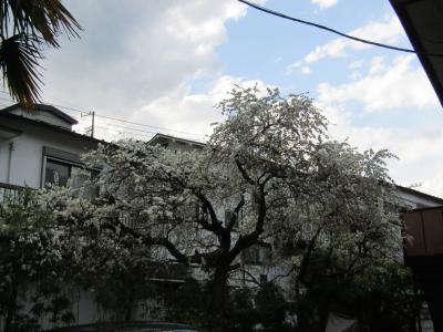 アパート横の枝垂れ桜（横浜市戸塚区汲沢町）