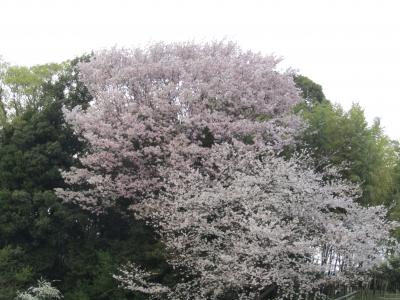 法面の山桜（横浜市戸塚区汲沢町）