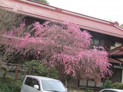 満開の紅枝垂れ桜（横浜市戸塚区汲沢町）