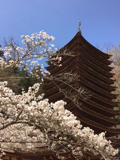 2023 03 桜満開！談山神社 長谷寺 日本100名城×2 