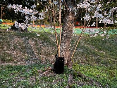 2023年春、満開の桜＆猫を孫と観て触って楽しんできました!!