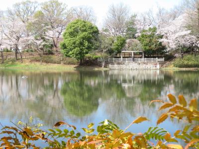 見頃に間に合った関東の我が家の近所の桜散策は薄曇りから晴天になり、石釜焼きパン屋さんにはじまり石釜焼きパンに終わる