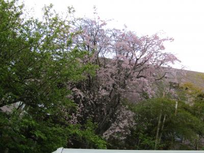 鈴木家の枝垂れ桜が満開です