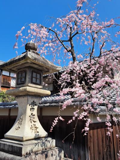 お花見紀行　2023②　近江八幡編