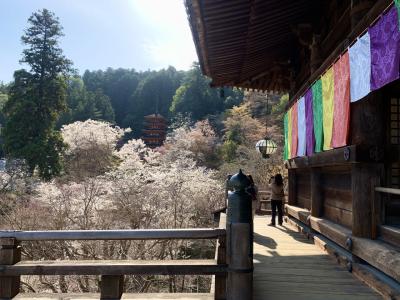 桜&#127800;さくら&#127800;サクラ&#127800;奈良桜巡りの休日