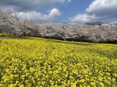 続春爛漫、地元で桜を追いかけて、からのいよいよ（笑）白井屋ホテルに泊まりました！