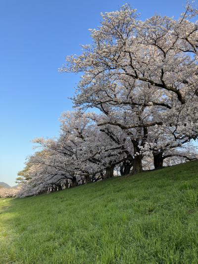 2023.3.28　火　背割提／哲学の道／八坂神社／円山公園／祇園／東寺