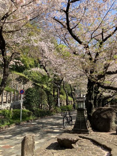 桜さくら　４年ぶりの“お花見宴会”解禁！都内桜スポットへ遊びに行こう！（・ω・）/♪