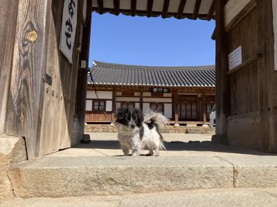 桜満開!! 韓国3泊4日 女一人旅1【出発→安東河回村 編】