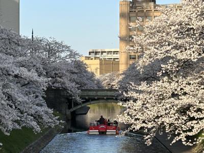 ２０２３年松川・磯部堤・いたち川の桜