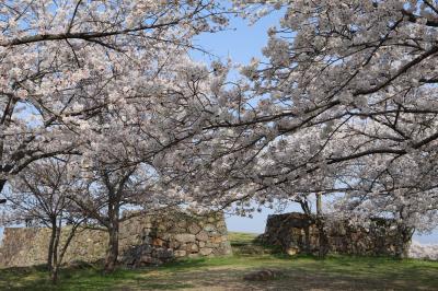 春旅 桜めぐり 岡山・米子・松江・出雲 3/5 (米子城址天守跡には桜の花びらが良くにあう 編) 2023