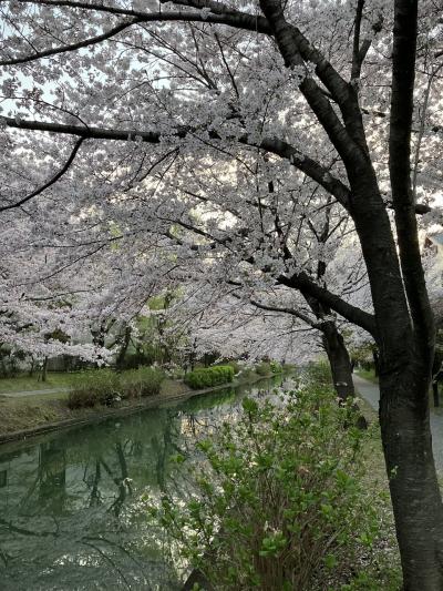 桜満開の京都から花巻へ（1）銀閣寺、哲学の道、蹴上インクライン