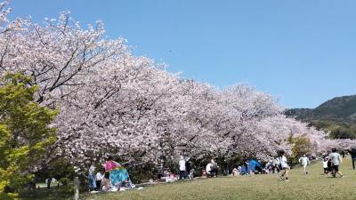 鴎と桜を追いかけて in 福岡（前編）
