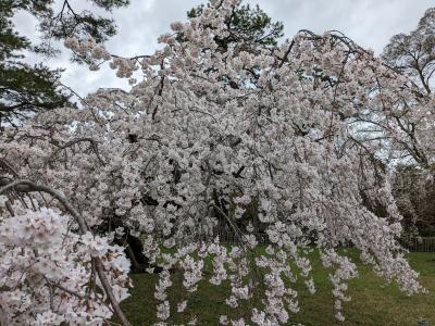 やっと京都へ憧れの京都に来ることができました♪全部今中さんのお陰(*^-^*)