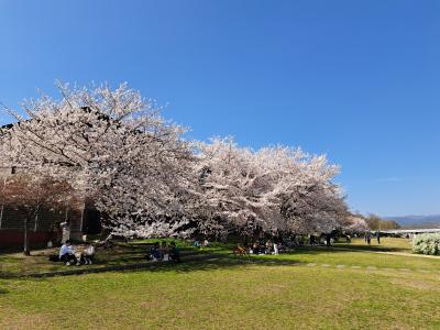 大阪の桜はもうチョイだけど、京都はすでに満開だとか&#127800;これはぜひ見に行ってみよ！観光客がものすごいらしいから、そこは避けてね。