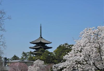 桜満開の奈良で2日連続ピクニック。