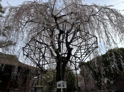 ⑱桜満喫 マダムの春旅イン京都　5日目の１　京都駅総合観光案内所・千本釈迦堂・北野天満宮　