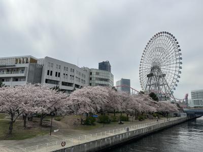 横浜みなとみらいでのお花見