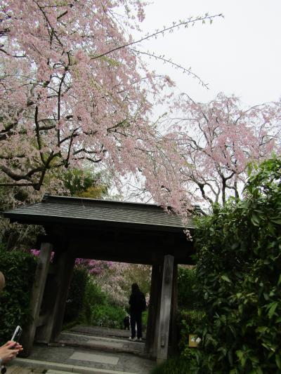明月院の枝垂れ桜ー2023年春