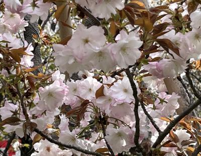 ⑲桜満喫　マダムの春旅イン京都　5日目の２　平野神社　