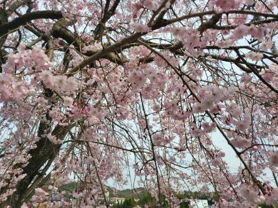 満開桜「陶彩の径」