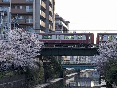 櫻、桜、横浜戸部。