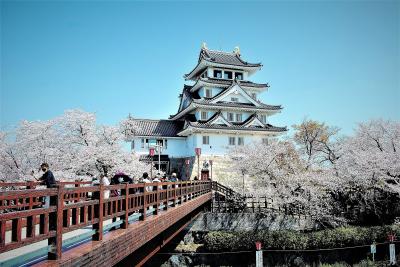 　ザ・桜 （我が街の）