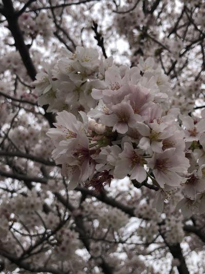 コロナも落ち着いてきたんでいつもの桜の名所でお花見！