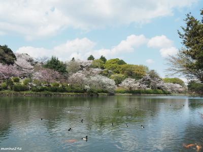 2023 県立三ツ池公園のお花見