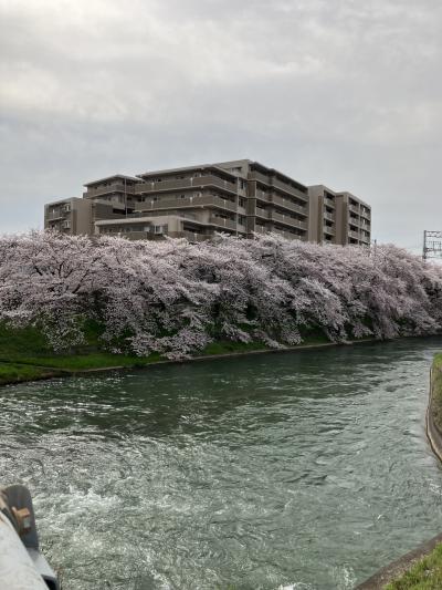 桜満開の京都から花巻へ（2）伏見界隈