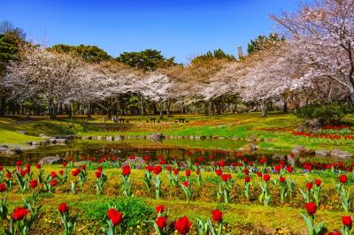 別府公園の桜　2023