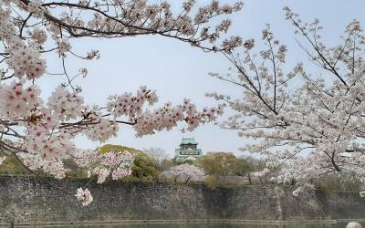 今年の桜は格別で