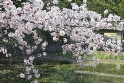 2023春、名古屋の桜1(2/5)：鶴舞公園2：胡蝶ケ池、鶴の噴水、桜、菖蒲池、竜ケ池