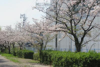 2023春、名古屋の桜1(4/5)：天白河畔1：浩養園ビヤガーデン、チューリップ、河畔の桜