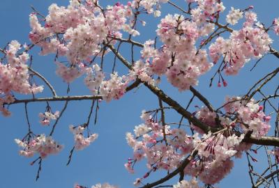 2023春、名古屋の桜1(5/5)：天白河畔2：染井吉野、枝垂桜、花韮、連翹、ムスカリ
