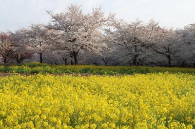 赤城南面「千本桜まつり」開幕！