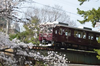 今年（令和5年）も桜を見に行きました。（近辺の公園、桜のトンネル、宝塚歌劇、夙川）