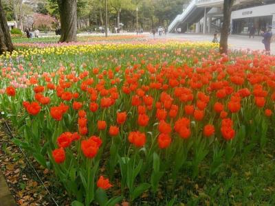 横浜公園のチューリップ 2023.3