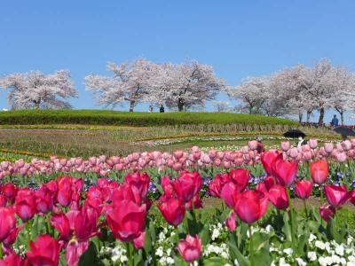 満開の桜とチューリップ !  県営馬見丘陵公園