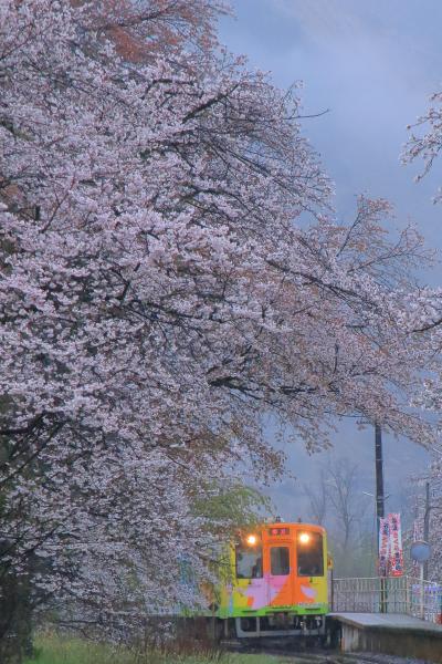 岐阜　桜めぐり～根尾谷淡墨桜、日当駅、谷汲口駅、奥の細道むすびの地