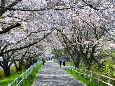 花見川千本桜緑地、お花見ウォーキング