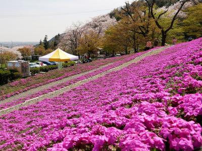 ■ 全国さくら名所100選　霞間ヶ渓　満開のさくらと芝桜 を愛でる旅