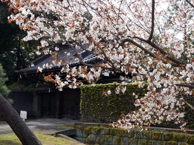 春の皇居通り抜けと国立近代美術館７０周年記念展”重要文化財の秘密”