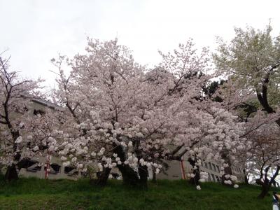 岡崎公園へ〈１〉