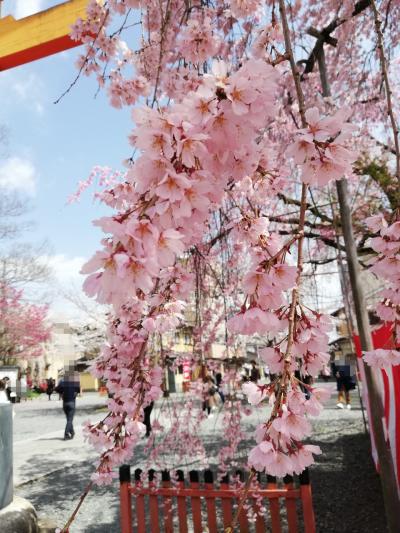 春爛漫♪近鉄週末フリー切符乗りまわし旅⑤【京都編】