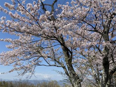 弘法山の桜ハイキング