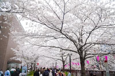 桜の咲き始め時期に満開を探しに日本横断の旅 (Best Cherry Blossom all over Japan)