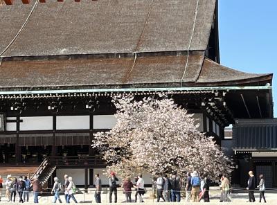 ⑨桜満喫　マダムの春旅イン京都　２日目の５　京都御所・京都駅周辺（カルディ・地下鉄1日乗車券売所・伊勢丹）