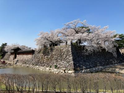 春の松代、桜とあんずの花に黄金の温泉