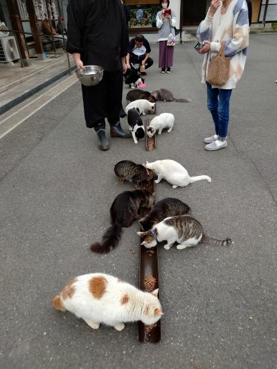 2023年4月　北陸旅行　1日目　武生　御誕生寺　猫ちゃんとの楽しい時間